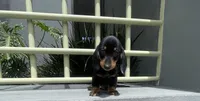 Hansel, a male Miniature Dachshund for sale in Oceanside, CA – 5 of 5