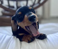 Simba, a male Miniature Dachshund for sale in Oceanside, CA – Photo 2 of 3