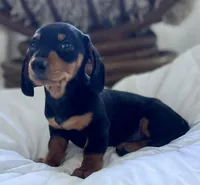 Simba, a male Miniature Dachshund for sale in Oceanside, CA – Photo 3 of 3