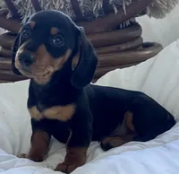 Simba, a male Miniature Dachshund for sale in Oceanside, CA – Photo 1 of 3