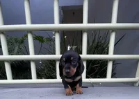 Stella, a female Miniature Dachshund for sale in Oceanside, CA – 4 of 5