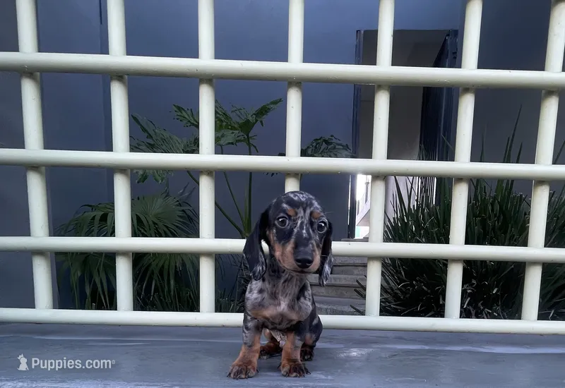 Teddy – Miniature Dachshund puppy for sale in Oceanside, CA