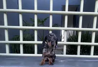 Teddy, a male Miniature Dachshund for sale in Oceanside, CA – 1 of 5