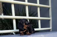Buzz, a male Miniature Dachshund for sale in Oceanside, CA – 3 of 5