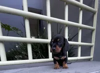 Stella, a female Miniature Dachshund for sale in Oceanside, CA – 2 of 5