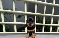 Ozzy, a male Miniature Dachshund for sale in Oceanside, CA – 3 of 6