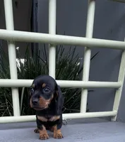 Stella, a female Miniature Dachshund for sale in Oceanside, CA – 5 of 5