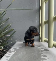 Pretzel, a male Miniature Dachshund for sale in Oceanside, CA – 4 of 4