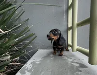 Pretzel, a male Miniature Dachshund for sale in Oceanside, CA – 3 of 4