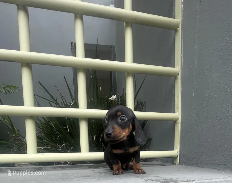 Pretzel – Miniature Dachshund puppy for sale in Oceanside, CA