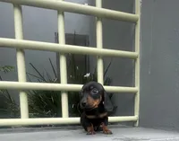 Pretzel, a male Miniature Dachshund for sale in Oceanside, CA – 1 of 4