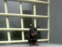 Pretzel, a male Miniature Dachshund for sale in Oceanside, CA – 2 of 4