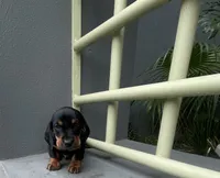 Gael, a male Miniature Dachshund for sale in Oceanside, CA – 3 of 4