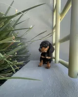 Max, a male Miniature Dachshund for sale in Oceanside, CA – 4 of 4