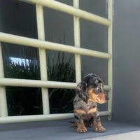 Willy, a male Miniature Dachshund for sale in Oceanside, CA – 4 of 5