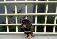 Ozzy, a male Miniature Dachshund for sale in Oceanside, CA – 2 of 6