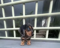 Archie, a male Miniature Dachshund for sale in Oceanside, CA – 3 of 6