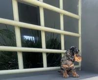 Dobby, a male Miniature Dachshund for sale in Oceanside, CA – 7 of 7