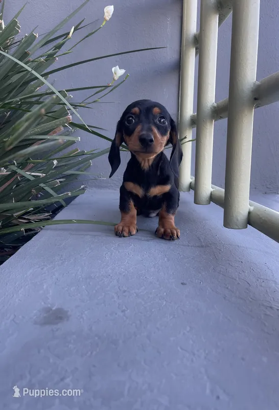 Charlie – Miniature Dachshund puppy for sale in Oceanside, CA
