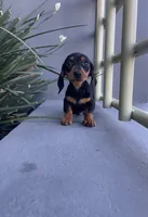 Charlie, a male Miniature Dachshund for sale in Oceanside, CA – 1 of 4