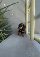 Max, a male Miniature Dachshund for sale in Oceanside, CA – 2 of 4