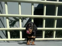 Oliver, a male Miniature Dachshund for sale in Oceanside, CA – 3 of 3