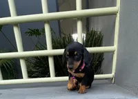Romina, a female Miniature Dachshund for sale in Oceanside, CA – 3 of 5