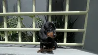 Hansel, a male Miniature Dachshund for sale in Oceanside, CA – 4 of 5