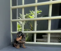 Willy, a male Miniature Dachshund for sale in Oceanside, CA – 2 of 5