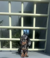 Manuel, a male Miniature Dachshund for sale in Oceanside, CA – 3 of 5
