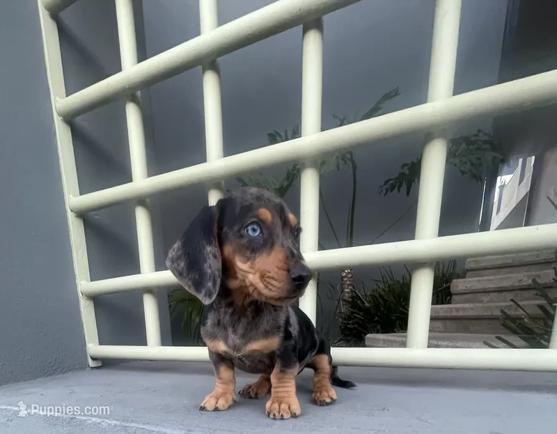 Archie, a male Miniature Dachshund for sale in Oceanside, CA – 1 of 6