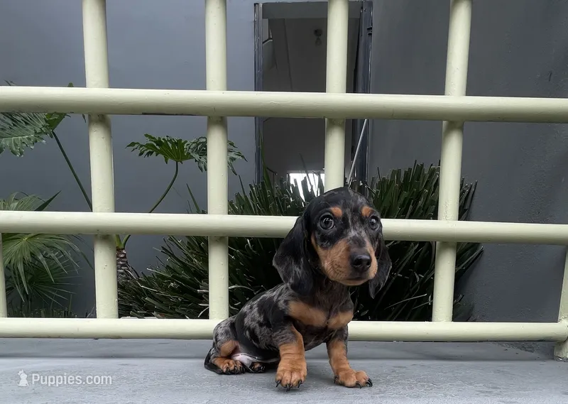 Samuel – Miniature Dachshund puppy for sale in Oceanside, CA