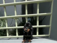 Hansel, a male Miniature Dachshund for sale in Oceanside, CA – 2 of 5