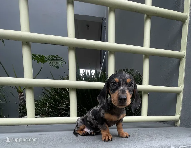 Samuel – Miniature Dachshund puppy for sale in Oceanside, CA