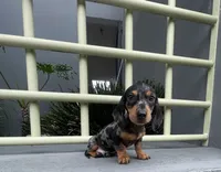 Samuel, a male Miniature Dachshund for sale in Oceanside, CA – 1 of 5