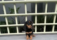 Ozzy, a male Miniature Dachshund for sale in Oceanside, CA – 6 of 6