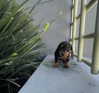 Giselle, a female Miniature Dachshund for sale in Oceanside, CA – Photo 2 of 5