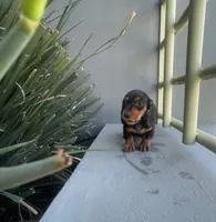 Giselle, a female Miniature Dachshund for sale in Oceanside, CA – Photo 5 of 5