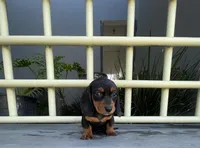 Giselle, a female Miniature Dachshund for sale in Oceanside, CA – Photo 4 of 5