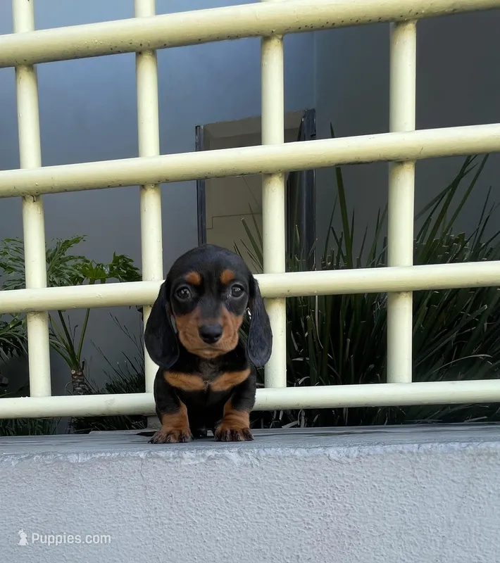 Giselle – Miniature Dachshund puppy for sale in Oceanside, CA