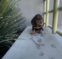 Giselle, a female Miniature Dachshund for sale in Oceanside, CA – Photo 3 of 5