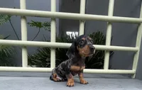 Samuel, a male Miniature Dachshund for sale in Oceanside, CA – 3 of 5