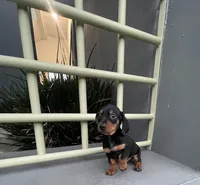 Ramses, a male Miniature Dachshund for sale in Oceanside, CA – Photo 2 of 5