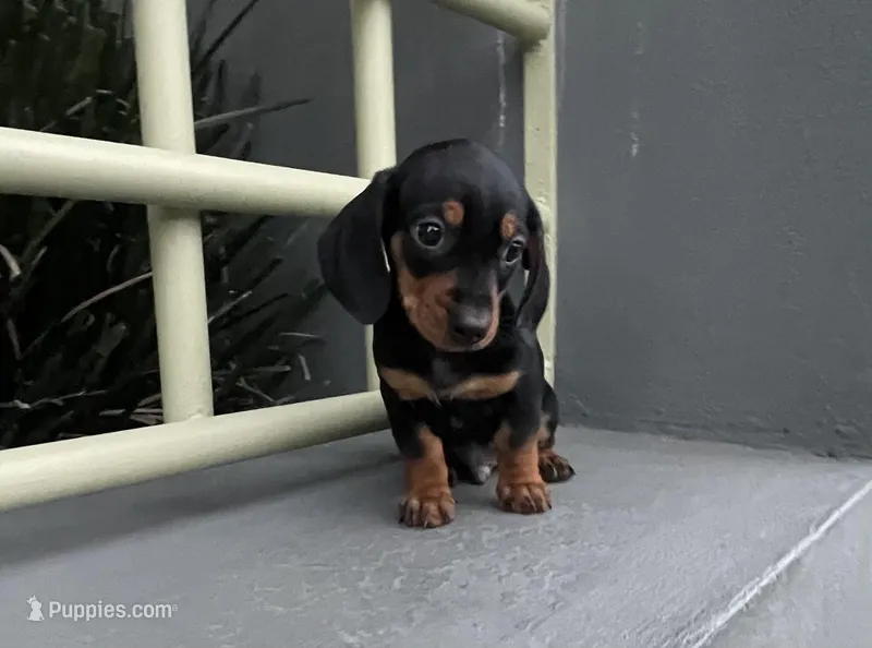 Ramses – Miniature Dachshund puppy for sale in Oceanside, CA