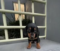 Ramses, a male Miniature Dachshund for sale in Oceanside, CA – Photo 4 of 5