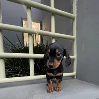 Ramses, a male Miniature Dachshund for sale in Oceanside, CA – Photo 3 of 5