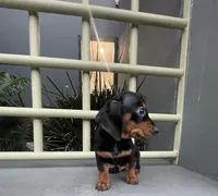 Ramses, a male Miniature Dachshund for sale in Oceanside, CA – Photo 5 of 5