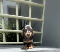 Bruno, a male Miniature Dachshund for sale in Oceanside, CA – 5 of 5