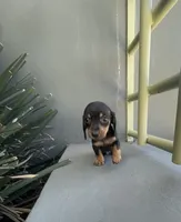 Weenie, a male Miniature Dachshund for sale in Oceanside, CA – Photo 3 of 4