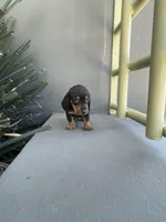 Weenie, a male Miniature Dachshund for sale in Oceanside, CA – Photo 2 of 4